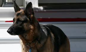 Who let the dogs out? Joe Biden S Dogs Meet The New Presidential Pets Champ And Major The First Rescue Dog In Residence