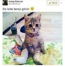 Daha Fazla Paylasim Icin Takip Edin Komik Eglenceli Mizah Twitter Konusan Kediler Ve Yavrulari Kedi Esprileri Sevimli Kediler
