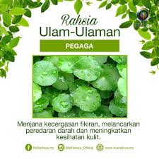 Apa sebenarnya khasiat daun pegaga? Everypost Herba Kesehatan Kata Kata