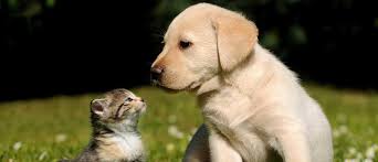 We did not find results for: Transport Animale Transport International Animale