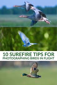 10 Surefire Tips For Photographing Birds In Flight Wildlife Photography Tips Digital Photography Lessons Bird Photography