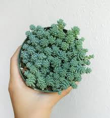 Cacti and other succulents prefer hot and when watering your cactus don't forget to use lukewarm water, cold water can shock the roots. Sedum Major Succulent Succulent Landscaping Succulent Outdoor Sedum