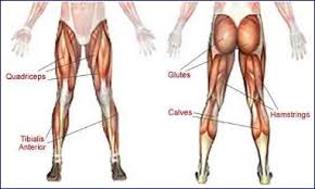 B) free body diagram of point p; Lower Body Muscle Groups Body Training And Exercise