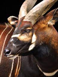 Bongo Face Close Up Weird Animals Rare Animals Big Animals