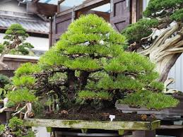 黒松寄植え 初代大樹園園主 鈴木佐市翁遺愛樹 黒松としては寄植え最古の作品 本年度作風展に出品予定 9月30日 近盆取材決定 後日インスタに載せま す 黒松 寄植え 黒松寄植え 明樹園 meijuen 盆栽 bonsai bons garden design plants garden