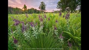 We did not find results for: Where And When To See The Best Chicago Area Wildflowers Chicago News Wttw