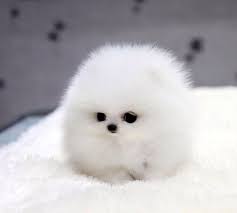 235a5c2829c89ccf637024fb489f7e15 jpg 640 574 cute baby animals cute animals cute animal pictures