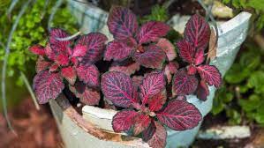 Jenis tanaman hias daun terlengkap untuk indoor dan outdoor. 10 Tanaman Hias Berdaun Pink Yang Cerahkan Hunian