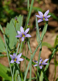 Image result for Thesium cymosum