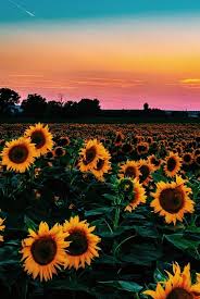 Free download sunflower fields hd 640x1136 resolution wallpapers for your iphone 5, iphone 5s and iphone 5c. Aesthetic Iphone Wallpaper Sunflower Aesthetic Wallpaper Novocom Top