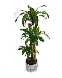 Image result for Dracaena fragrans