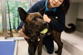 Start the first session of this criterion by doing two or three repetitions of the previous exercise, so that your dog enters the game. Learn How To Teach A Dog Its Name Battersea