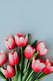 Download Premium Image Of Red And White Tulip On Blank Blue Background Flower Background Wallpaper White Tulips Tulips Flowers