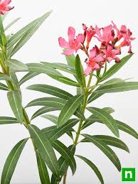 Image result for Nerium oleander