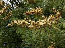 Image result for Julbernardia paniculata