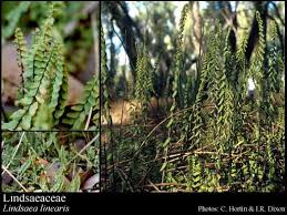 Image result for Lindsaeaceae