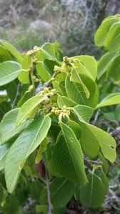 Image result for Bridelia duvigneaudii