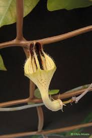 Image result for Ceropegia lugardiae