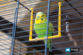 Check spelling or type a new query. Parakeets Their Colours And Types