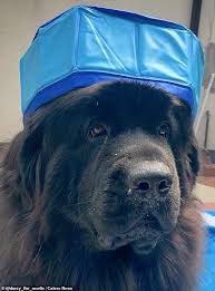 We did not find results for: Newfoundland Dog S 15 Bargain Paddling Pool Arrives Measuring Around Just 30cm Across Daily Mail Online