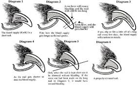The Proper Care And Nail Trimming Method For Rabbits Would It Work For Dogs Too Dog Nails Trimming Dog Nails Dog Grooming