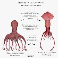 Pulpo y calamar diferencias