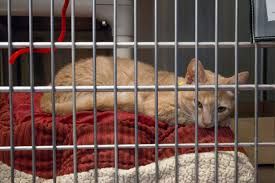 Many organizations operate out of numerous locations, so be sure to check their websites closely for the adoption center nearest to you. Maricopa County Shelter Makes Space For Growing Number Of Animals