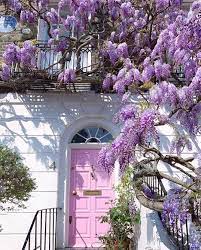 Wisteria Flowers Are A Vibrant Purple Hanging Flower Which Comes Out In Spring It Is A Very Fast Growing Climber Whic Wisteria Wisteria Plant Purple Wisteria