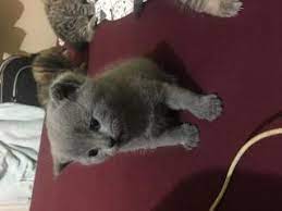 kedi mugla fiyatlari ikinci el sifir kiralik ilanlar