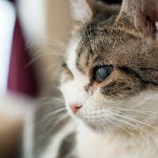 Pin On Pretty Kitty
