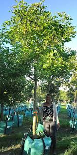 Image result for Erythrina lysistemon