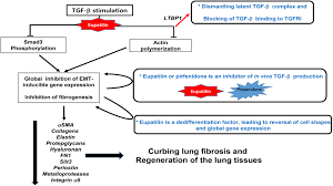 Cell types plant and animal tissues ppt. Reversion Of In Vivo Fibrogenesis By Novel Chromone Scaffolds Ebiomedicine
