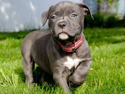 Adoption fees for dogs are $300 ($500 for two). Tri County Animal Shelter May Promotions Thebaynet Com Thebaynet Com Articles