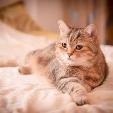 Coccidia some intestinal parasites, like coccidia, are very tiny microscopic organisms. Home Remedies For Intestinal Parasites In Cats