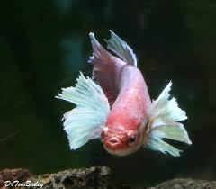 I also bought three blue velvet shrimps and managed to not buy a beautiful betta. Aquariumfish Net