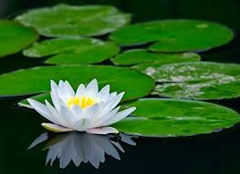 The order of the white lotus,1 also known simply as the white lotus,56 is an ancient and formerly secret society that transcends the boundaries of the four nations, seeking philosophy, beauty, and truth.1 they are devoted to sharing ancient knowledge across national and political divides.2 the organization has at times assumed the task of finding, training, and protecting the next avatar. Creative Farmer White Lotus Flower Seeds Kamal Flower Seeds 15 Seeds Amazon In Garden Outdoors