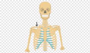 These structures work together to support the body, enable a range of movements, and send messages from the brain to. Rib Cage Human Skeleton Anatomy Clavicle Skeleton Human Anatomy Human Anatomy Png Pngwing