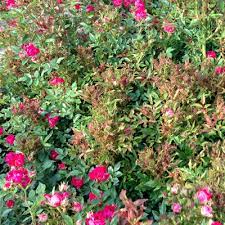 Check spelling or type a new query. Rose Rosette Virus Neil Sperry S Notes