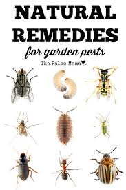 Remedies Natural Garden Pests Fornatural Remedies For Garden Pests In 2020 Gartenschadlinge Haus Und Garten Garten