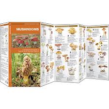 edible wild mushroom identification guide mushroom guide