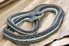 Florida Blue Garter Snake Credit Unknown Snake Sea Snake Florida Blue