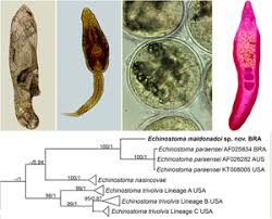 Image result for Trema sp A