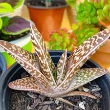 Image result for Asphodelaceae