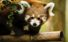Red Panda Debut One Of Two Young Red Panda Cubs Born At The Philadelphia Zoo Makes Its Debut Cubfriday Ap Matt Rourke Red Panda Animals Baby Animals