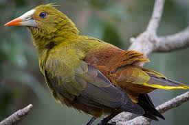 Image result for Ozoroa viridis