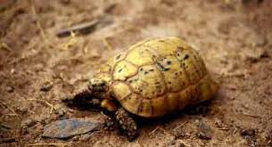 Tortoise Trust Web Understanding Vivarium Substrates Tortoise Substrate Vivarium