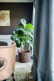 Add fiddle leaf figs in front of corners to help soften the energy and round out the look. The Fiddle Leaf Fig Trick How To Keep Your Tree Strong And Healthy View Along The Way