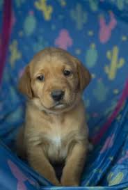 Healthy male and female chihuahua puppies available for sale to good homes in search of a new family companion. Fox Red Lab Puppies For Sale Wisconsin Lab Puppies Red Lab Puppies Puppies