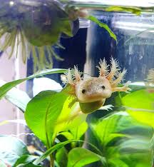 Pin By Josefine Hanke On Axolotl Aquarium Fish Tank Aquascaping Plants Aquarium Fish