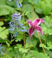 There are plenty of ways to grow clematis on structures in your yard. Clematis As Ground Cover Bbc Gardeners World Magazine